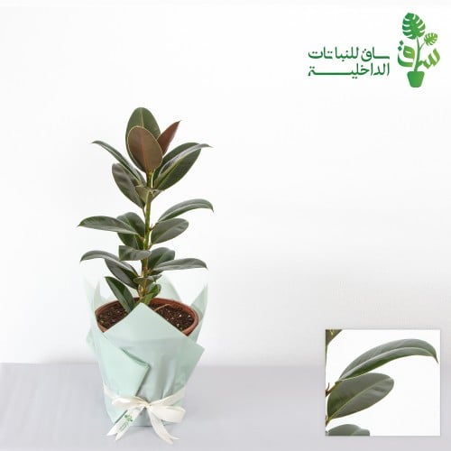 فيكس روبستا ذات الاوراق السخيفة