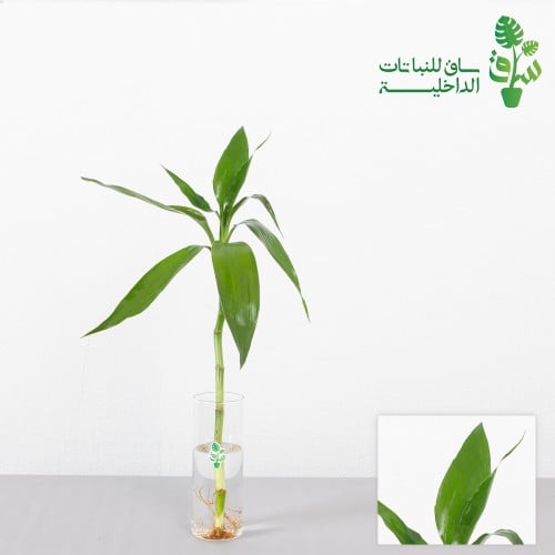 ساق البامبو بدون مركن