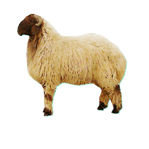 جذع نعيم كبير 7 شهور