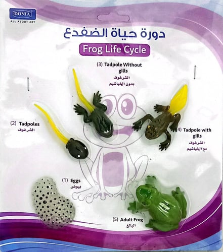 دورة حياة الضفدع