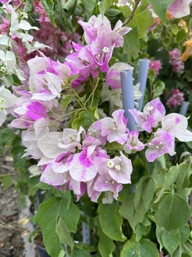 شجرة الجهنمية لون ازهار الكرز وردي مع ابيض السكورا...