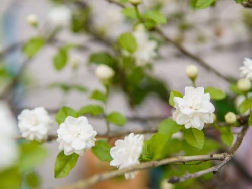 الفل البلدي ذو الرائحة النفاذة، فل