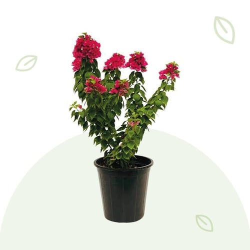 الجهنمية القزمية -Bougainvillea