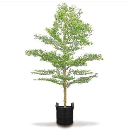 الترمناليا منتالي شجرة بشكل رسمي وفخم الشتلات المت...