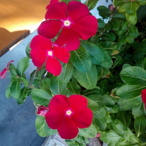 زهور البفته الحمراء كبيره صيفية متحمله للحرارة