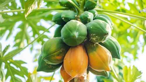 البابايا البلدي حجم صغر الافضل للغرس 20-40سم