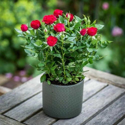 Red Roses Plant روز احمر هولندي
