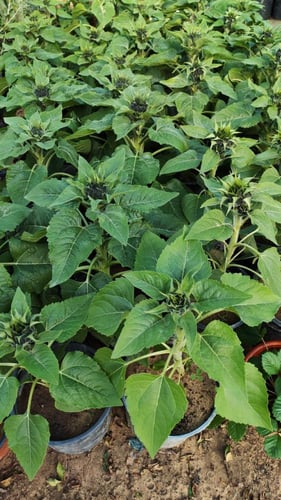 شتلات دوار الشمس عباد الشمس