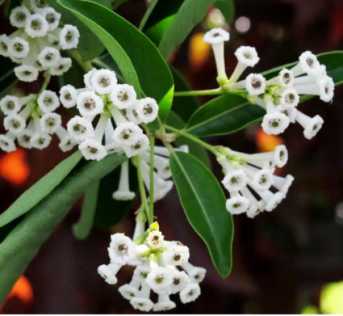 زهرة ملكة الليل عطرية خلابة ذات رائحة جميله