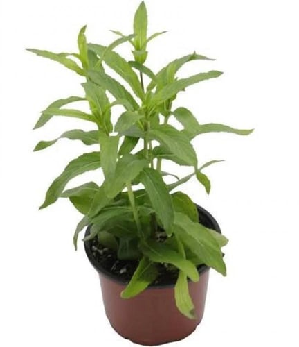 صندوق الحبق ، 25 شتلة حبق ، بوكس حبك