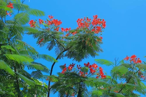 شتلات البنسيانا