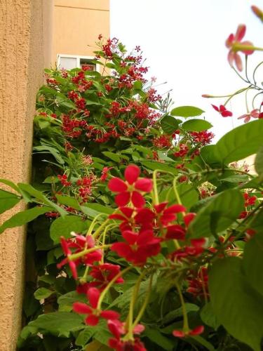 ياسمين الاحمر كشميري متسلق سهل العناية ذو رائحة عط...