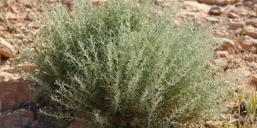 شتلة الشيح البري العطرية