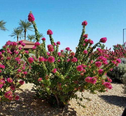 الجهنمية القزمية -Bougainvillea