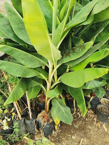 شتلة الموز السعودي البلدي في المناطق الحارة ينجح ب...