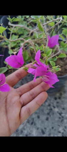 شجرة الجهنمية البنفسجية النادرة عدد محدود -Bougain...