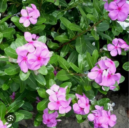 زهور البفته البنفسجية كبيره صيفية متحمله للحرارة