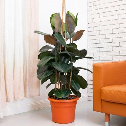 نبات الكاوتشوك المطاط ارتفاع 80سم تقريبا