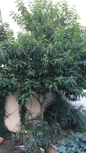 الياسمين الاسترالي متحمل للحرارة زهرة عطرية خلابة...