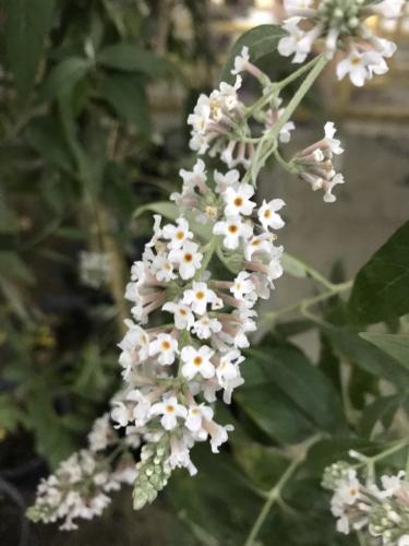 الياسمين الفرنسي الابيض متحمل لي اجواء الرياض الجا...