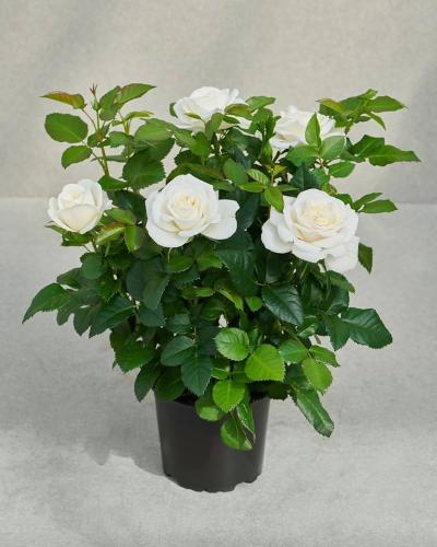 شتلة جوري ابيض