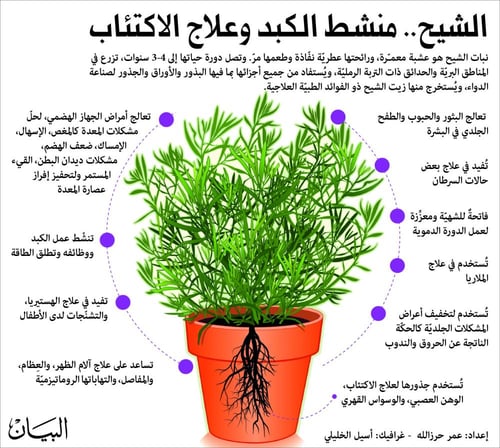 شتلة الشيح البري العطرية