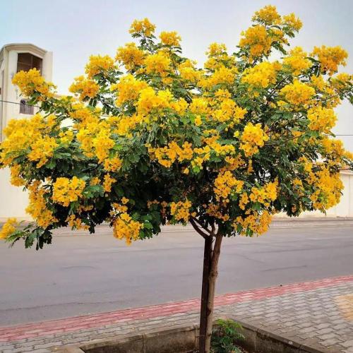 اكاسيا جلوكا، اكسيا جلوكا متحملة للحرارة امنه للار...