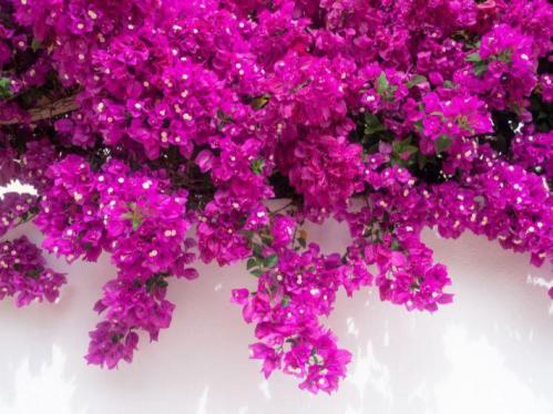 شجرة الجهنمية لون فوشي بنفسجي -Bougainvillea