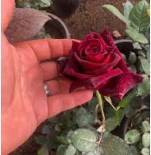 ورد جوري ايراني "رضوي"