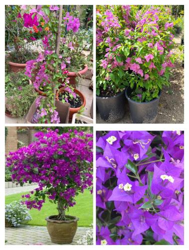 الجهنمية البنفسجية النادرة -Bougainvillea بنفسجي ،...
