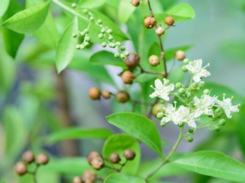 شتلات الحناء ، ازهرها فواحة برائحة الليمون و الياس...