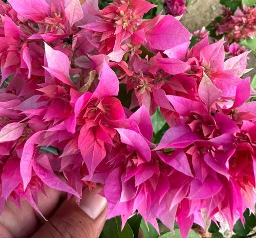 الجهنمية المكبس فوشي باقة من الأزهار الدائمه عدد م...