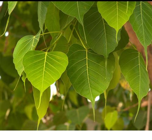 اشجار الفكس لسان العصفور