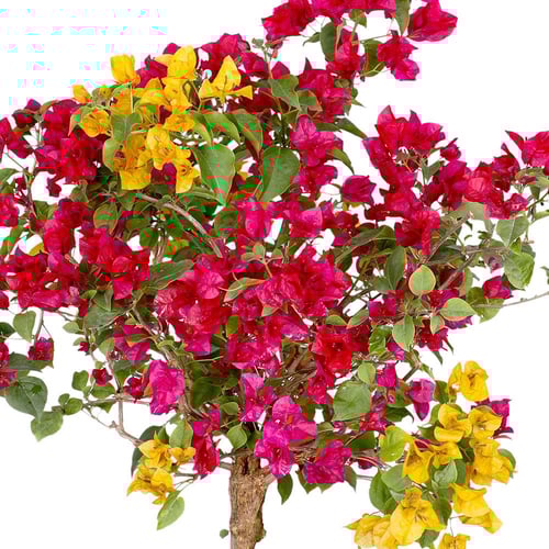 الجهنمية متعددة الاوان ثلاثة الى خمسة الوان في شتل...