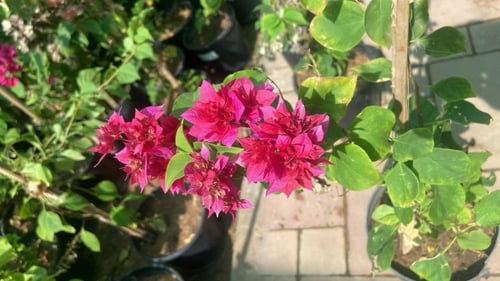 الجهنمية المكبس فوشي باقة من الأزهار الدائمه عدد م...