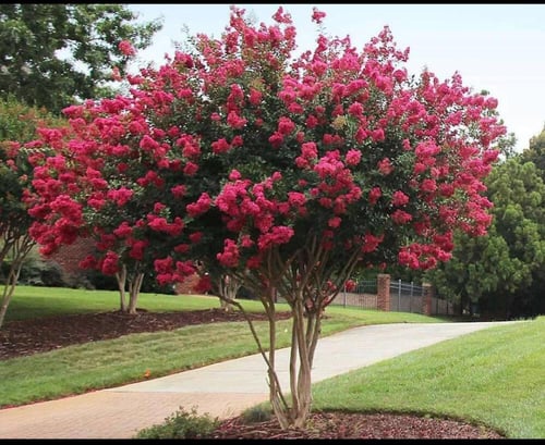 شتلات التمر حنا بنفسجي الفرنسي ، تمر حنا