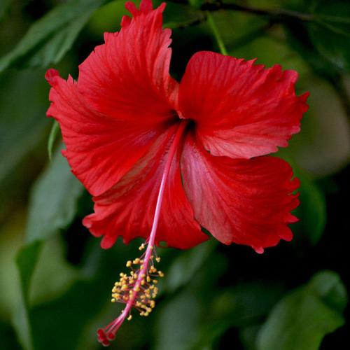 شتلات الهيبسكس الاحمر Hibiscus