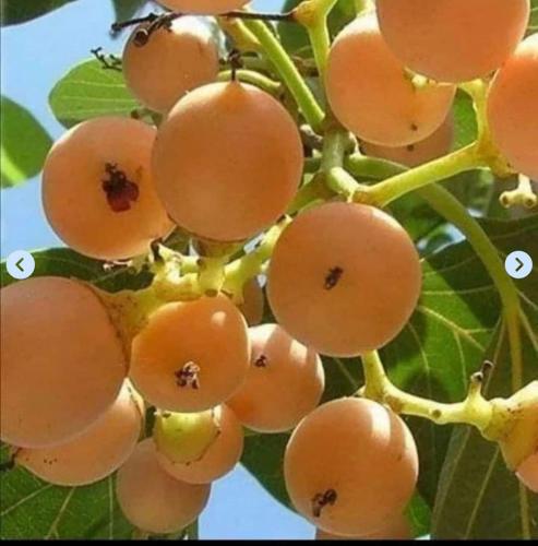 شتلات البمبر سريع الانتاج ، بمبر