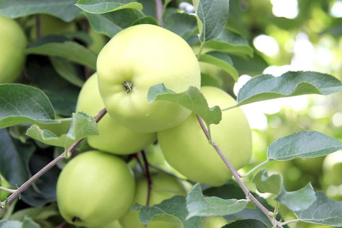 شتلات تفاح البلدي