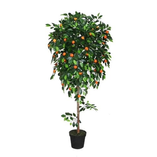 شجرة البرتقال ابو صرة صغرة