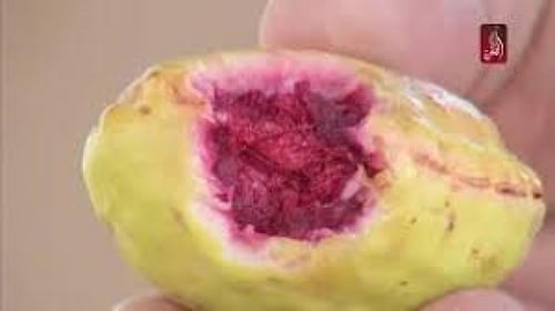 شتلات اللوز اصفر احمر مطعم ، لوز قطيفي فاخر