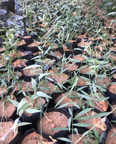 شتلة الاراك البرية مسواك حجم وسط ارتفاع متر تقريبا