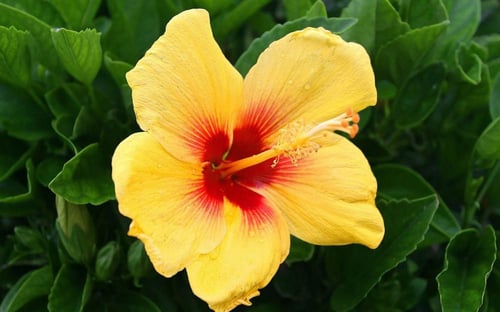 شتلات الهيبسكس الصفراء Hibiscus
