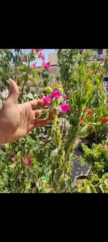 شجرة الجهنمية المبرقشة النادرة فوشي بنفسجي اوراق م...