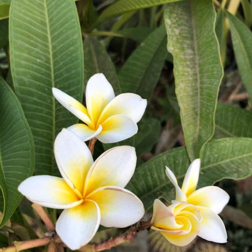 ياسمين هندي الابيض افضل الانواع للاحواض متحمل للحر...