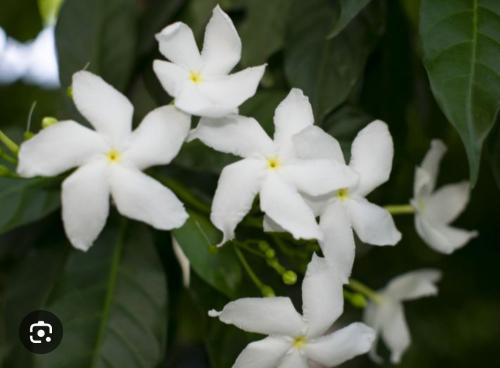 ياسمين شامي متسلق سريع النمو سهل العناية