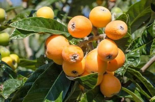 شتلات البشمل مطعمة ارتفاع ممتاز متر ونص المناطق ال...
