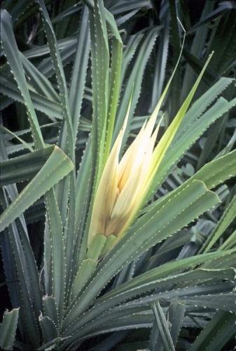 زيت الكادي العدني المطلق AB10