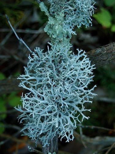 زيت طحلب البلوط المطلق AB27