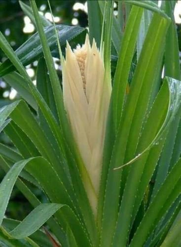 زيت كادي عدني ES27